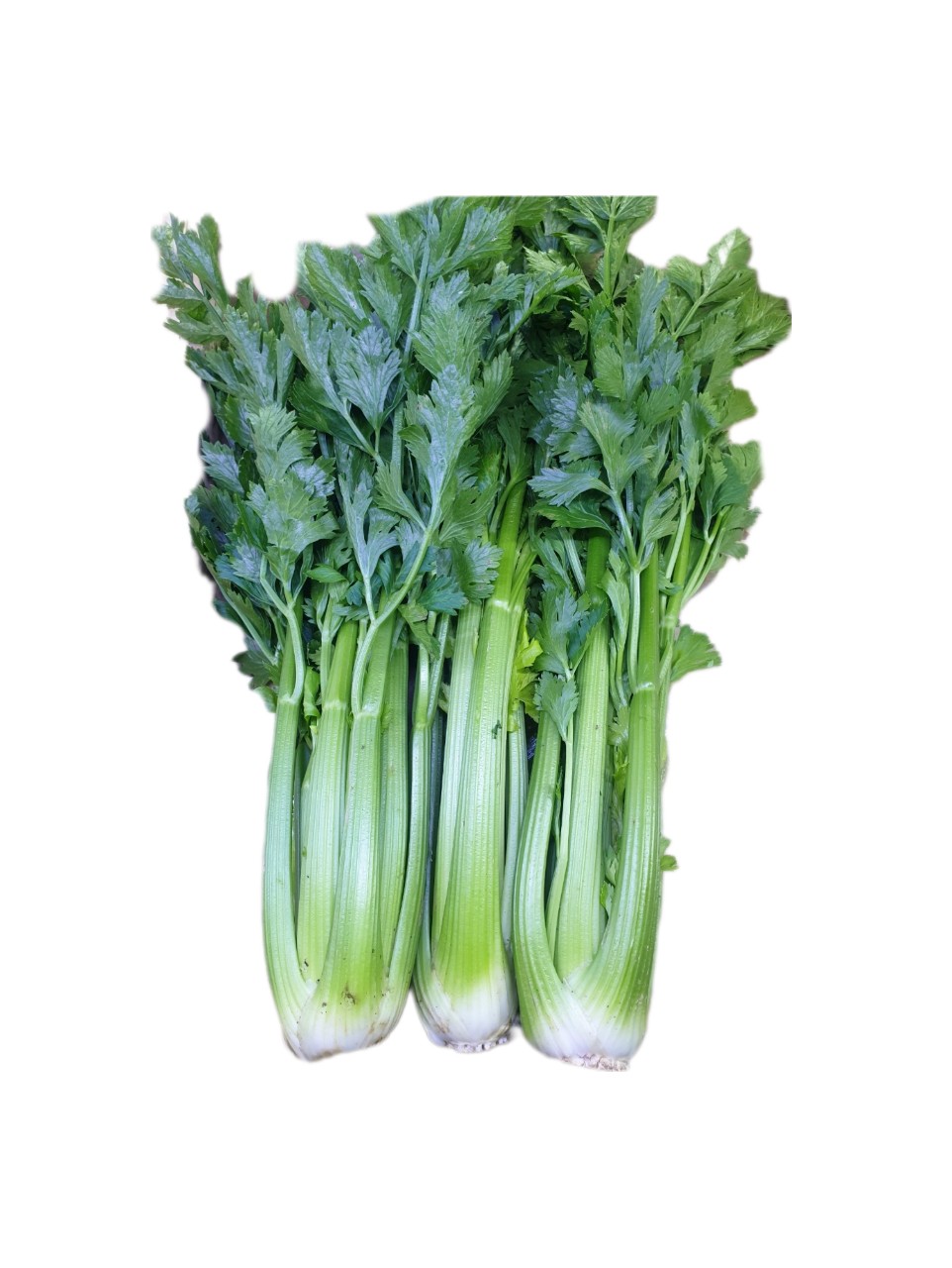 Cần Tây